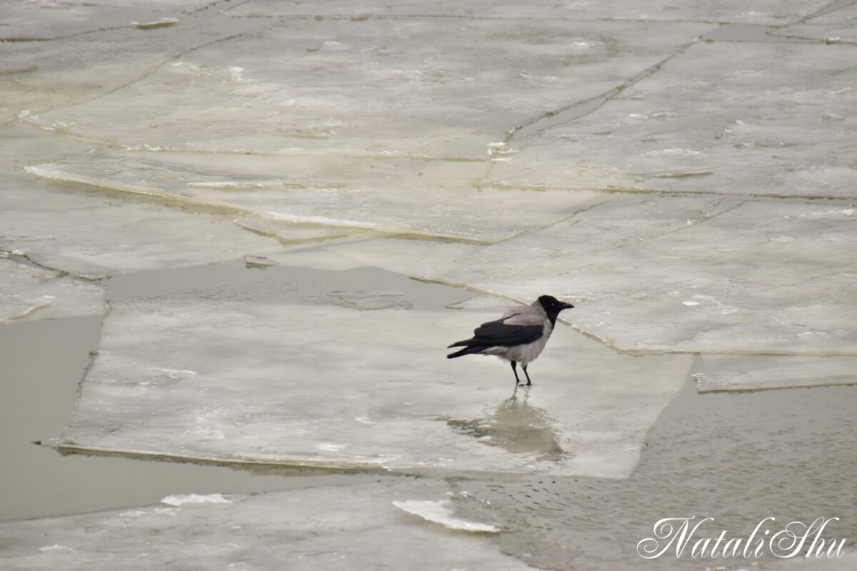 Ворона на льдине. - Наталья Вязигина Ворона на льдине. - Наталья Вязигина