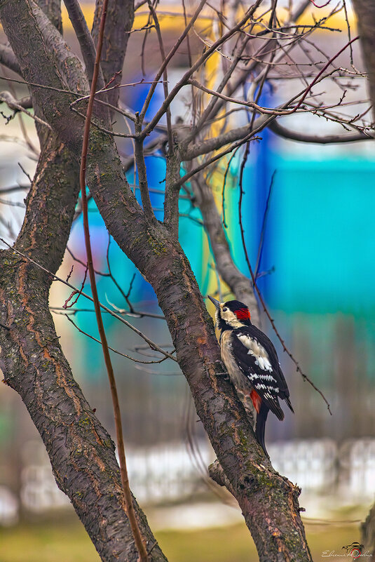 ... - Евгений Юрич