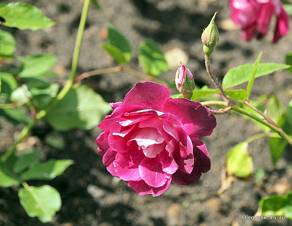 они на радость нам даны - Олег Лукьянов