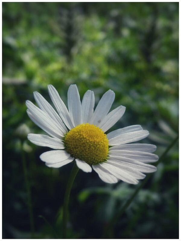 Нивяник обыкновенный {Leucanthemum vulgare} - Александр Кольцов