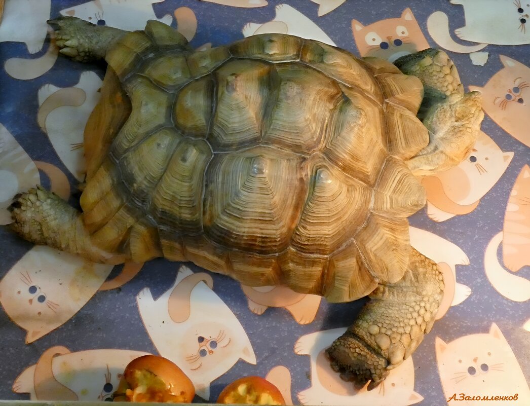 И была я тоже молодою.. триста лет тому назад..:-) - Андрей Заломленков