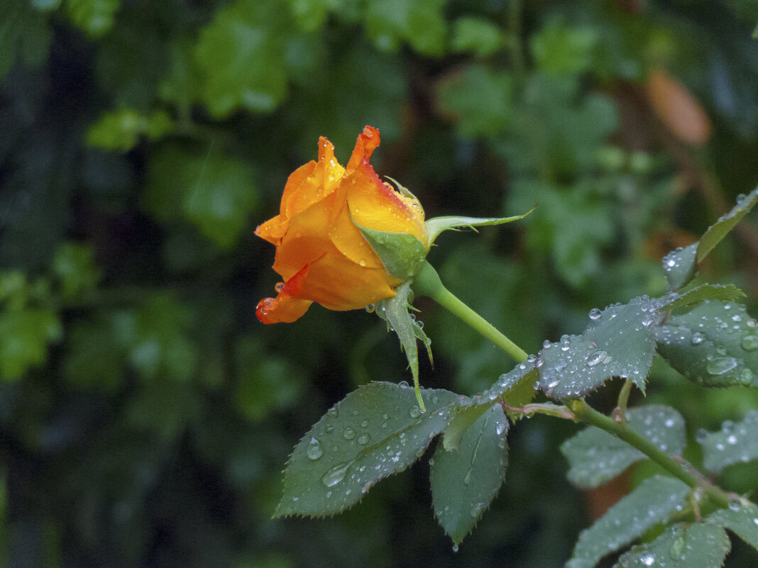 Бутон и капли дожя - Валентин Семчишин Бутон и капли дожя - Валентин Семчишин