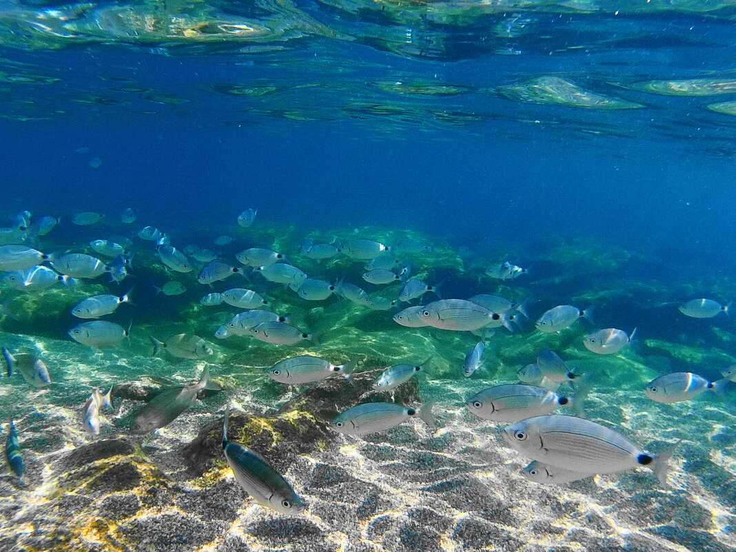 Про море, рыбки на мелководье - svk * Про море, рыбки на мелководье - svk *