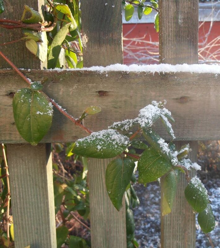 Ветка жимолости - Наталья Ветка жимолости - Наталья