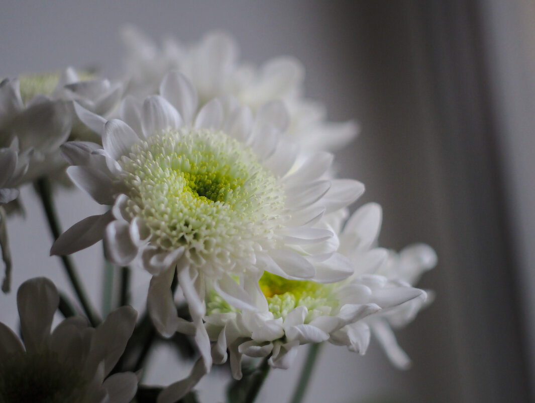 Субботний сон - Магомед .