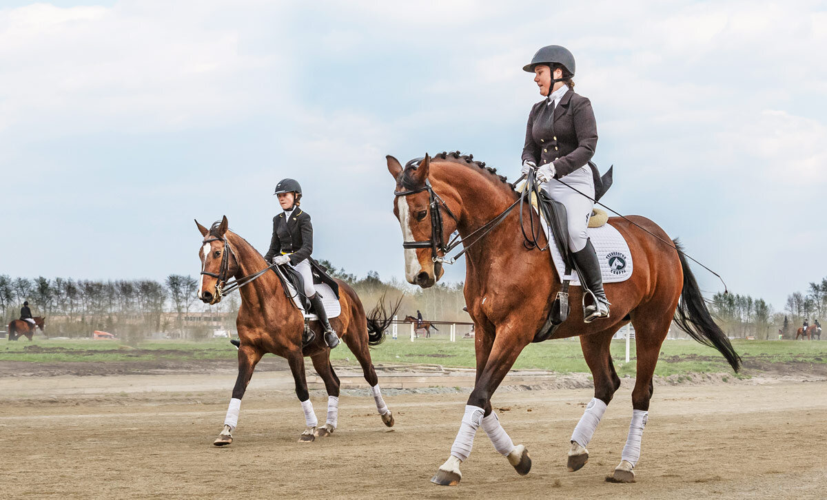 Выездка - SanSan 