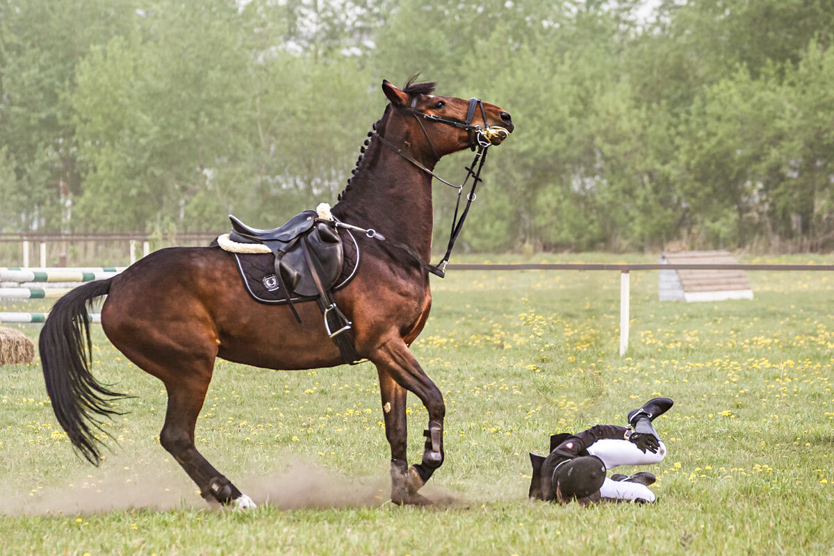 Конкур - SanSan 