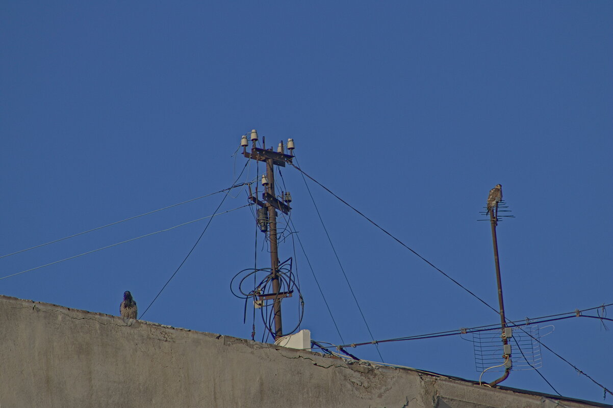 А и Б сидели на трубе ))) - Giant Tao /