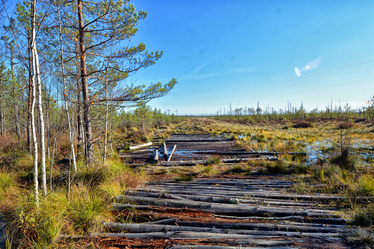 Болото Ельня - Виктор Журбенков
