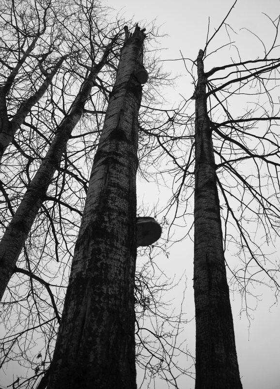 Дерева - Наталья Герасимова