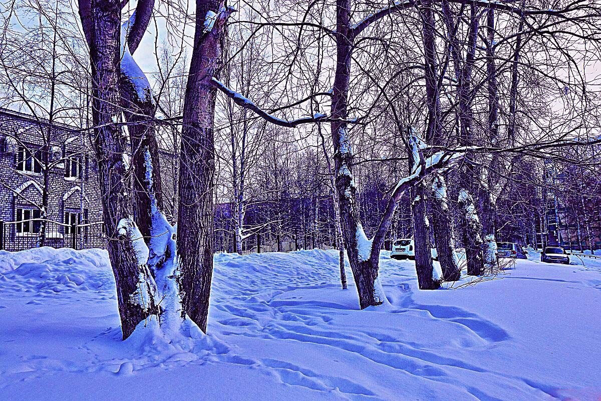 Январь...Городские тополя! - Владимир 