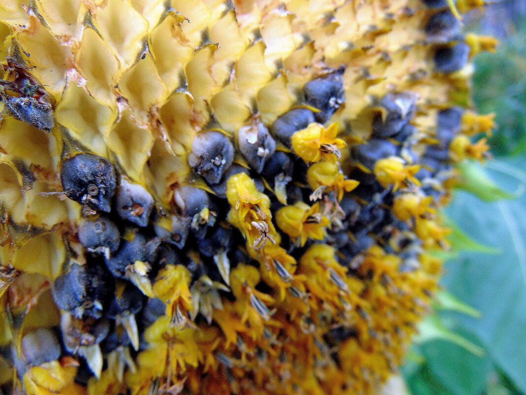 Семечки. - nadyasilyuk Вознюк