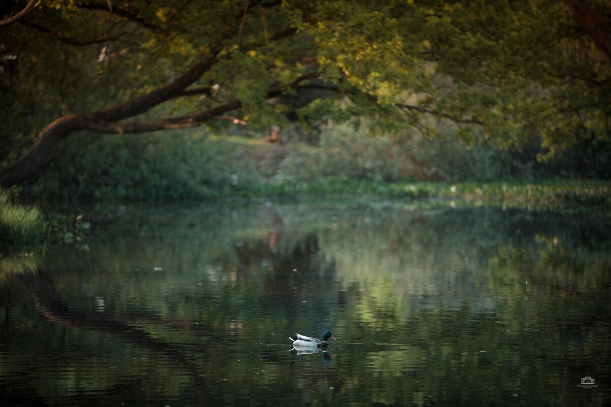 Безмятежность - Вячеслав Владимирович