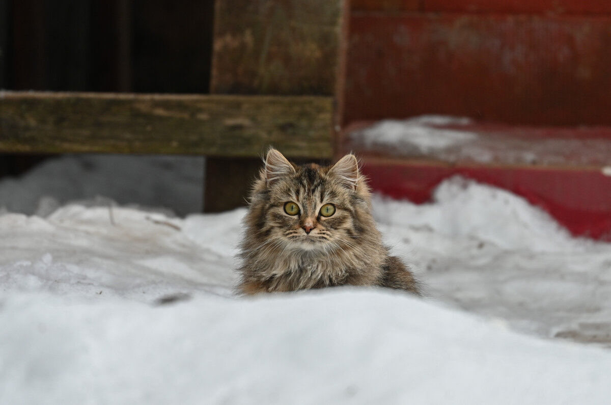 Кошачьи миры - Вадим Кошачьи миры - Вадим