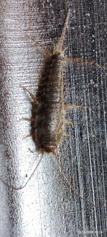 Ч - Конрад Карлович Михельсон