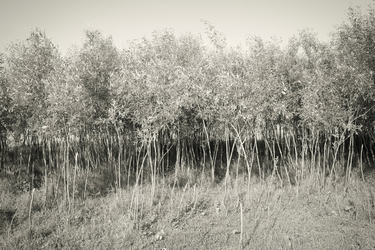 Название отсутствует - Денис Безногов Название отсутствует - Денис Безногов