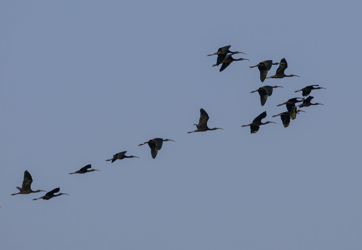 За мечтой... - Alexander Amromin За мечтой... - Alexander Amromin