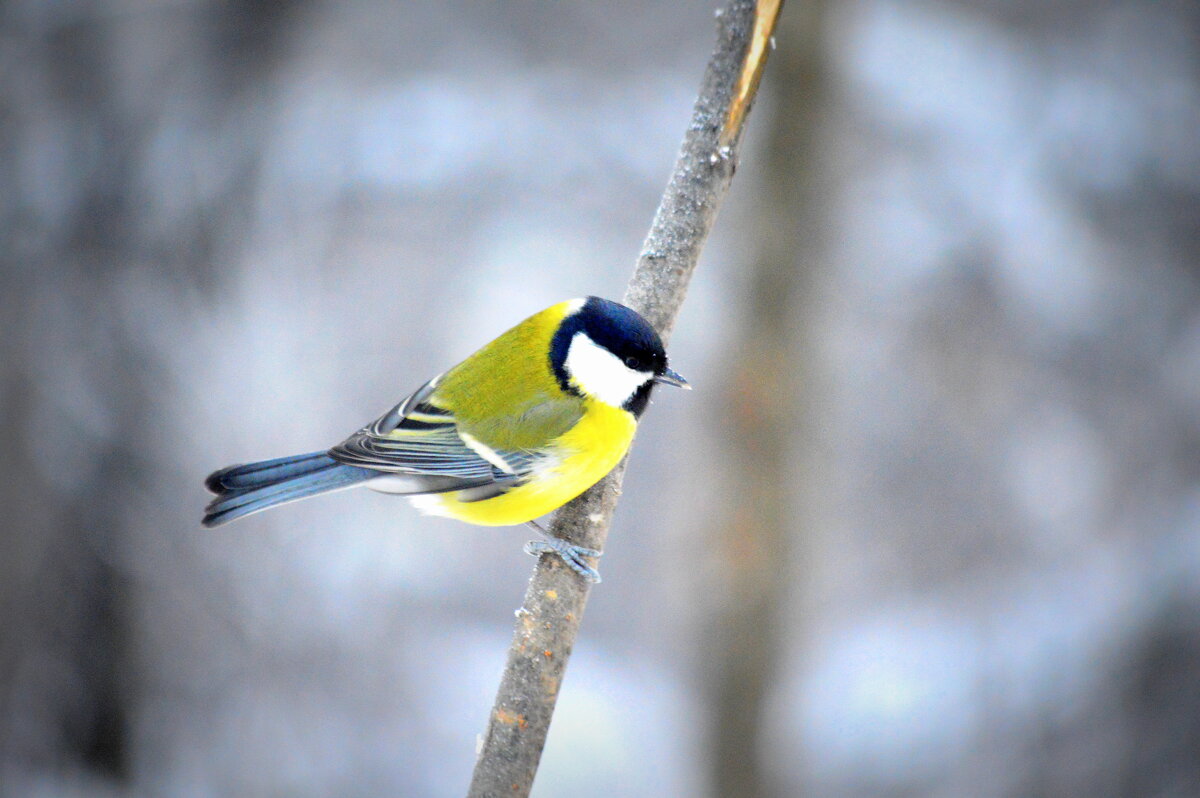 Синичка - Татьяна Лютаева