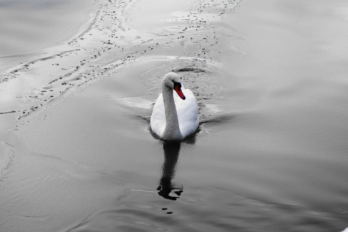 Лебедь в городском парке - Рита Симонова Лебедь в городском парке - Рита Симонова