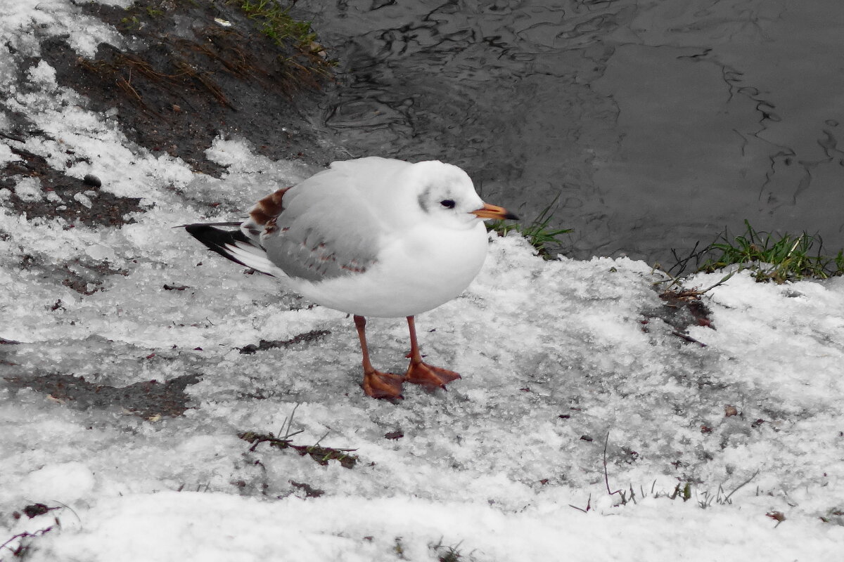Чайка в городском парке - Рита Симонова Чайка в городском парке - Рита Симонова