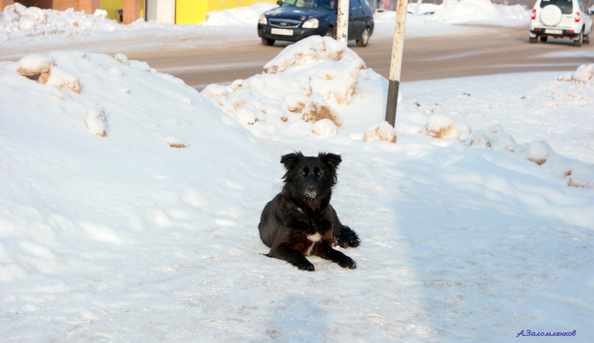 Когда некуда идти... - Андрей Заломленков