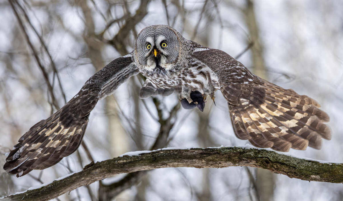 бородатая неясыть. - юрий макаров бородатая неясыть. - юрий макаров