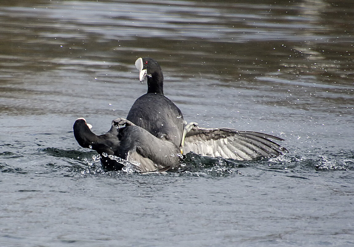 Игры лысух - Андроник Александр Игры лысух - Андроник Александр