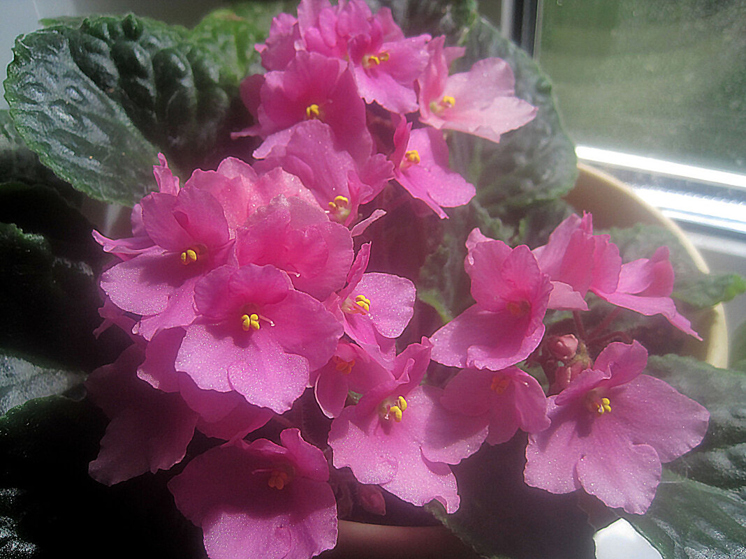 Фиалка - Елена Семигина