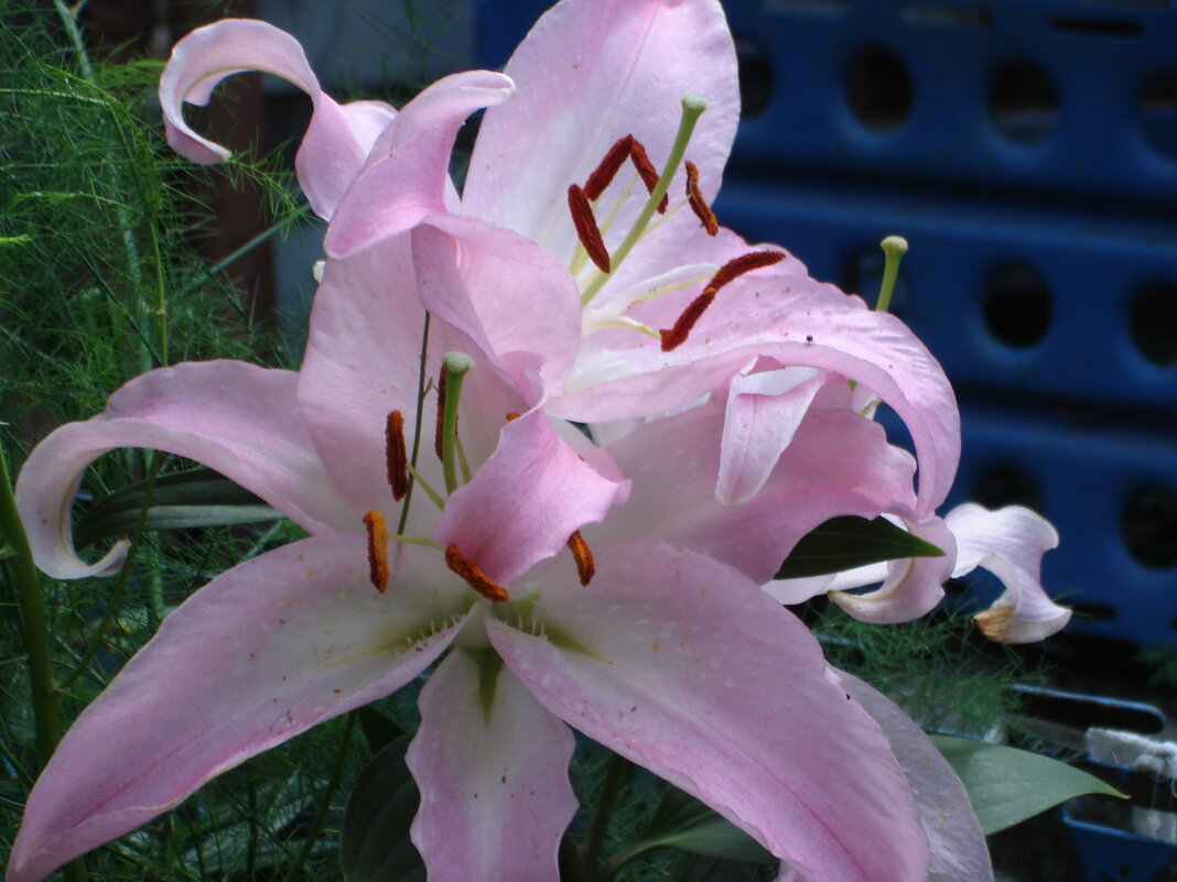 просто лилия - Наталья Штанулина