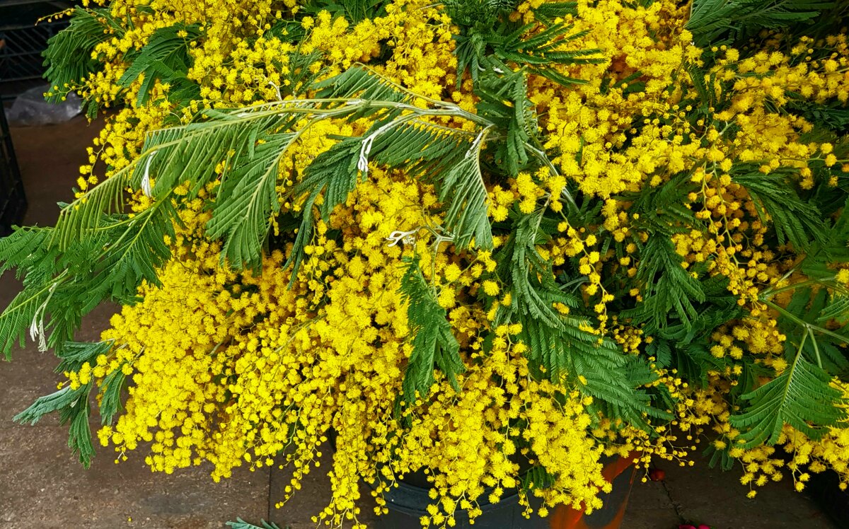 Весны вам в ленту - Наталья (D.Nat@lia) Весны вам в ленту - Наталья (D.Nat@lia)