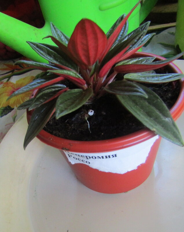 Пеперомия Россо - Антонина Балабанова Пеперомия Россо - Антонина Балабанова