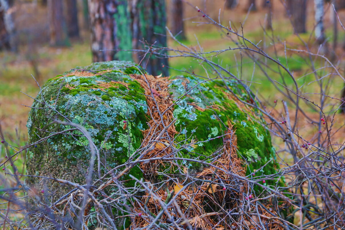 * - Евгений +