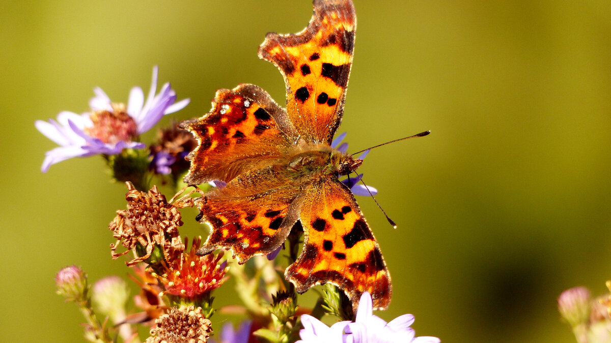 опять про бабочек 274 - Александр Прокудин опять про бабочек 274 - Александр Прокудин