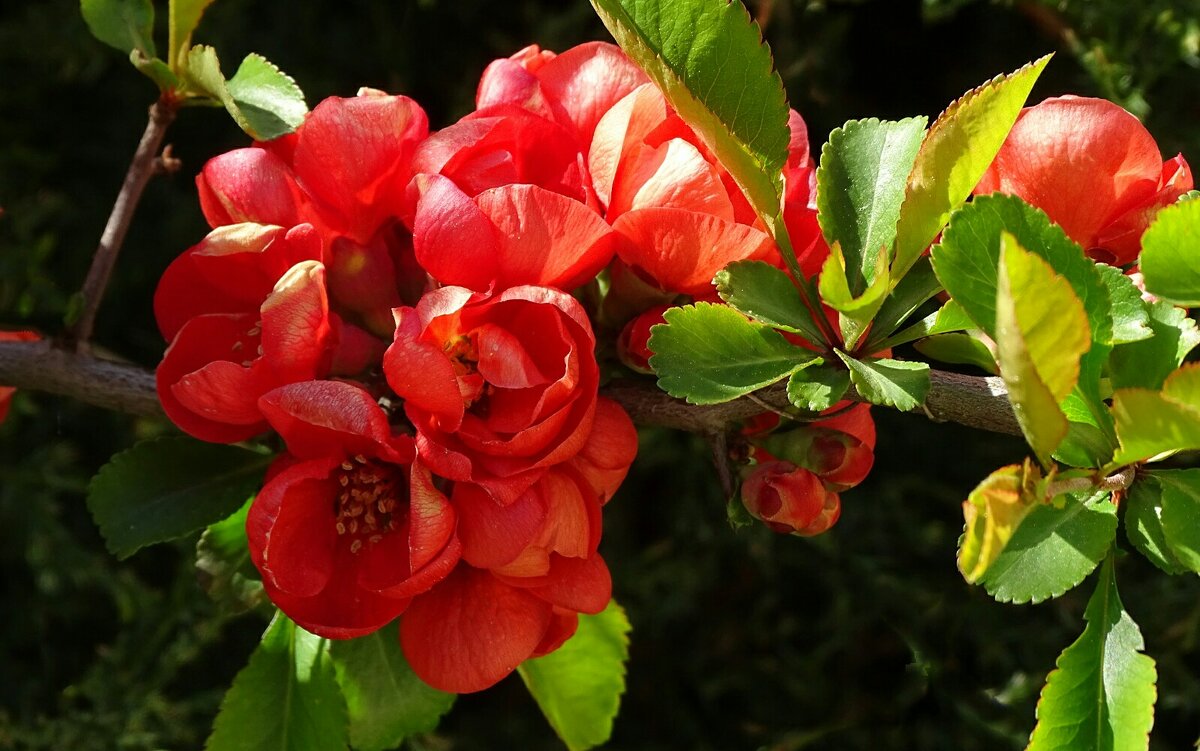 Зимой о цветах - Милешкин Владимир Алексеевич Зимой о цветах - Милешкин Владимир Алексеевич