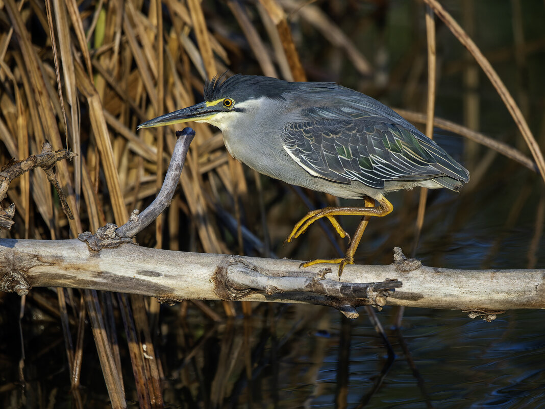 Зелёная кваква. - Alexander Amromin Зелёная кваква. - Alexander Amromin