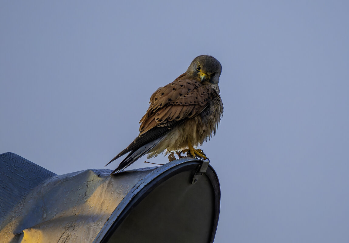 Пустельга. - Alexander Amromin Пустельга. - Alexander Amromin