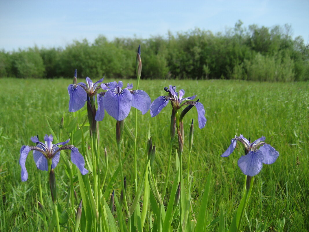 Касатик - Anna Ivanova Касатик - Anna Ivanova
