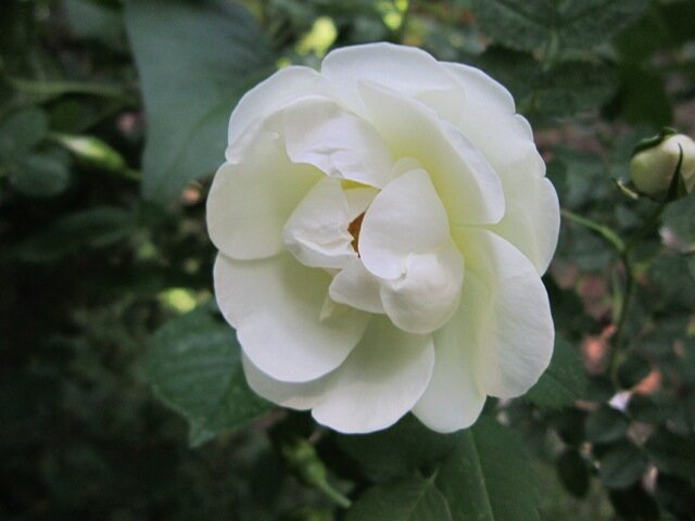 Белый цветок шиповника - Дмитрий Никитин Белый цветок шиповника - Дмитрий Никитин