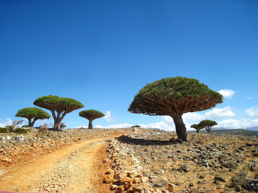 Дорога дальняя, сокотрийская. - unix (Илья Утропов)