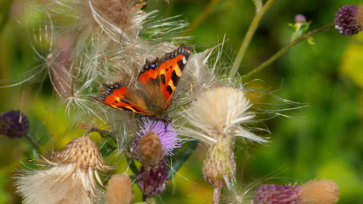 опять про бабочек 276 - Александр Прокудин