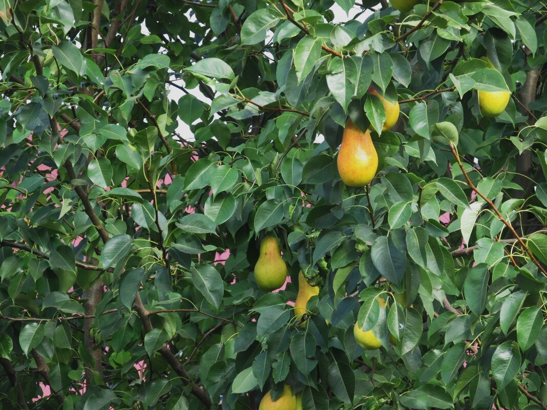 Висят груши нельзя скушать - Елена Шаламова