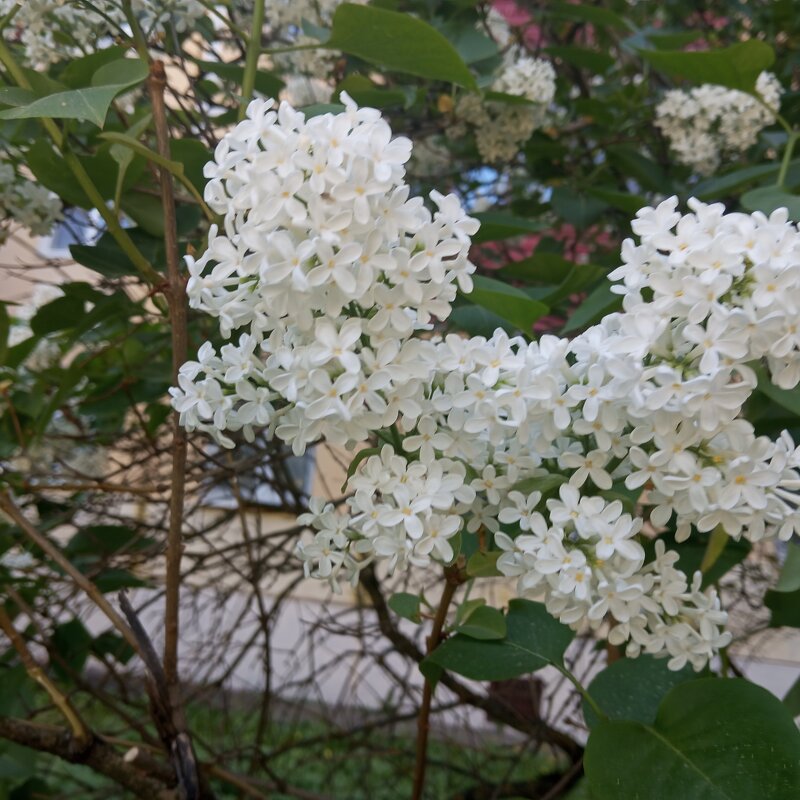 Когда придет весна... - Елена Семигина Когда придет весна... - Елена Семигина