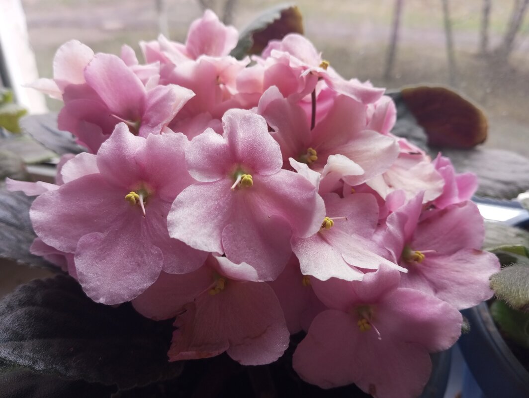 Фиалки весной - Елена Семигина