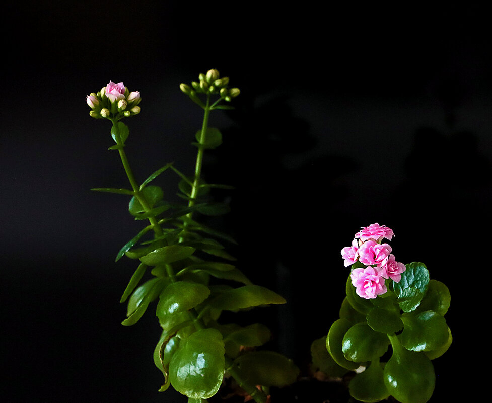 Зимний каланхоэ - Светлана Зимний каланхоэ - Светлана