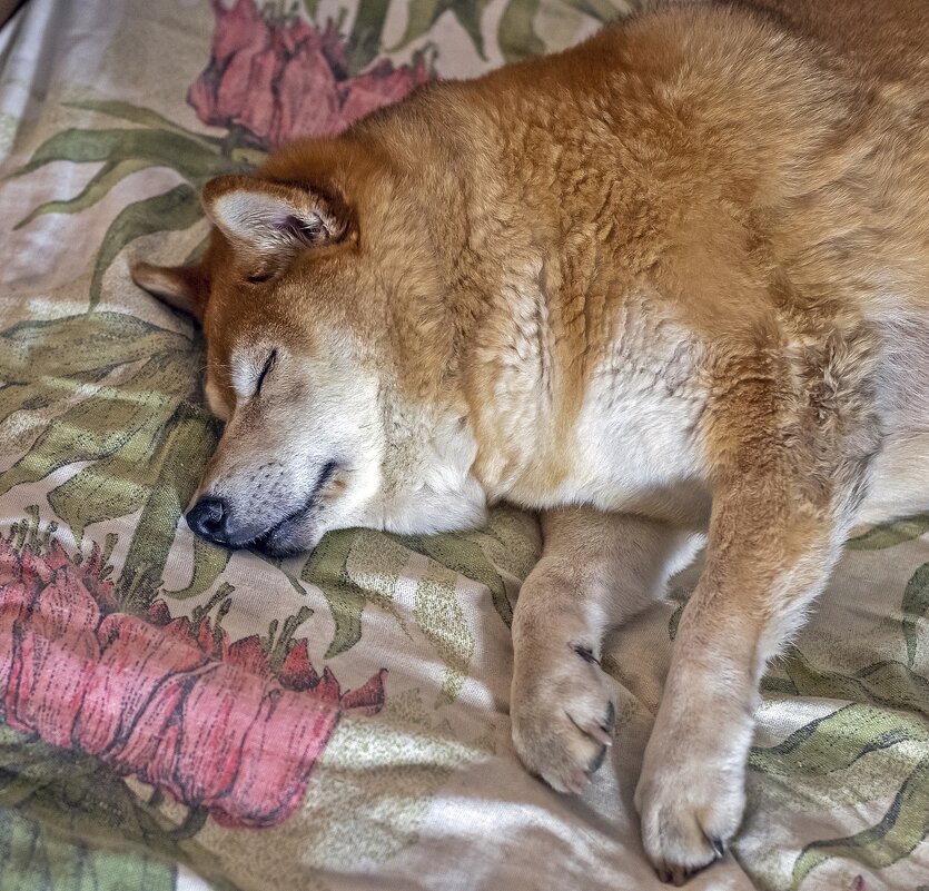 Спит старушка Аюми - Валерий Иванович Спит старушка Аюми - Валерий Иванович