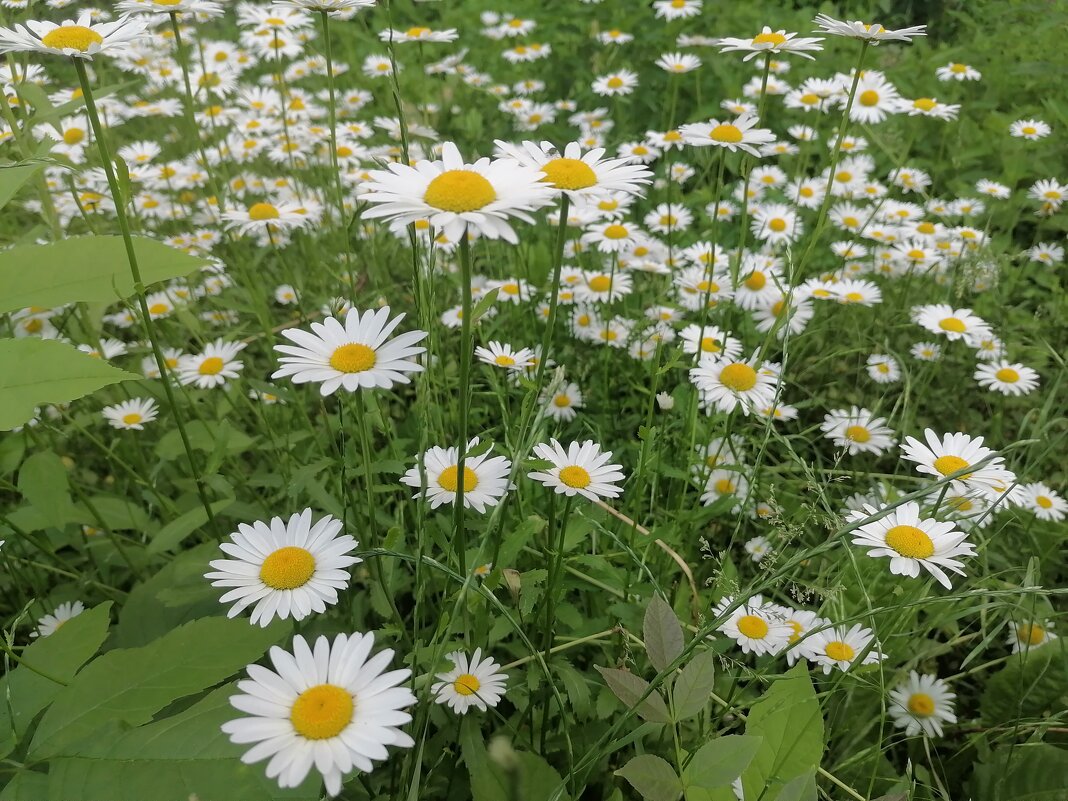 ,,, - Сергей Тимоновский