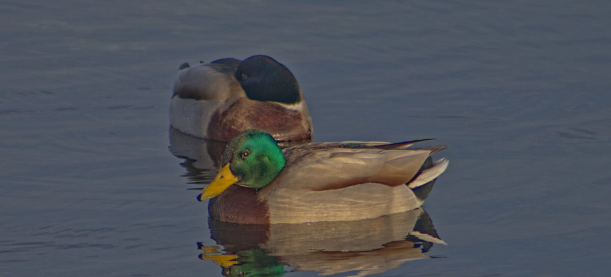 Кряквы - Giant Tao /