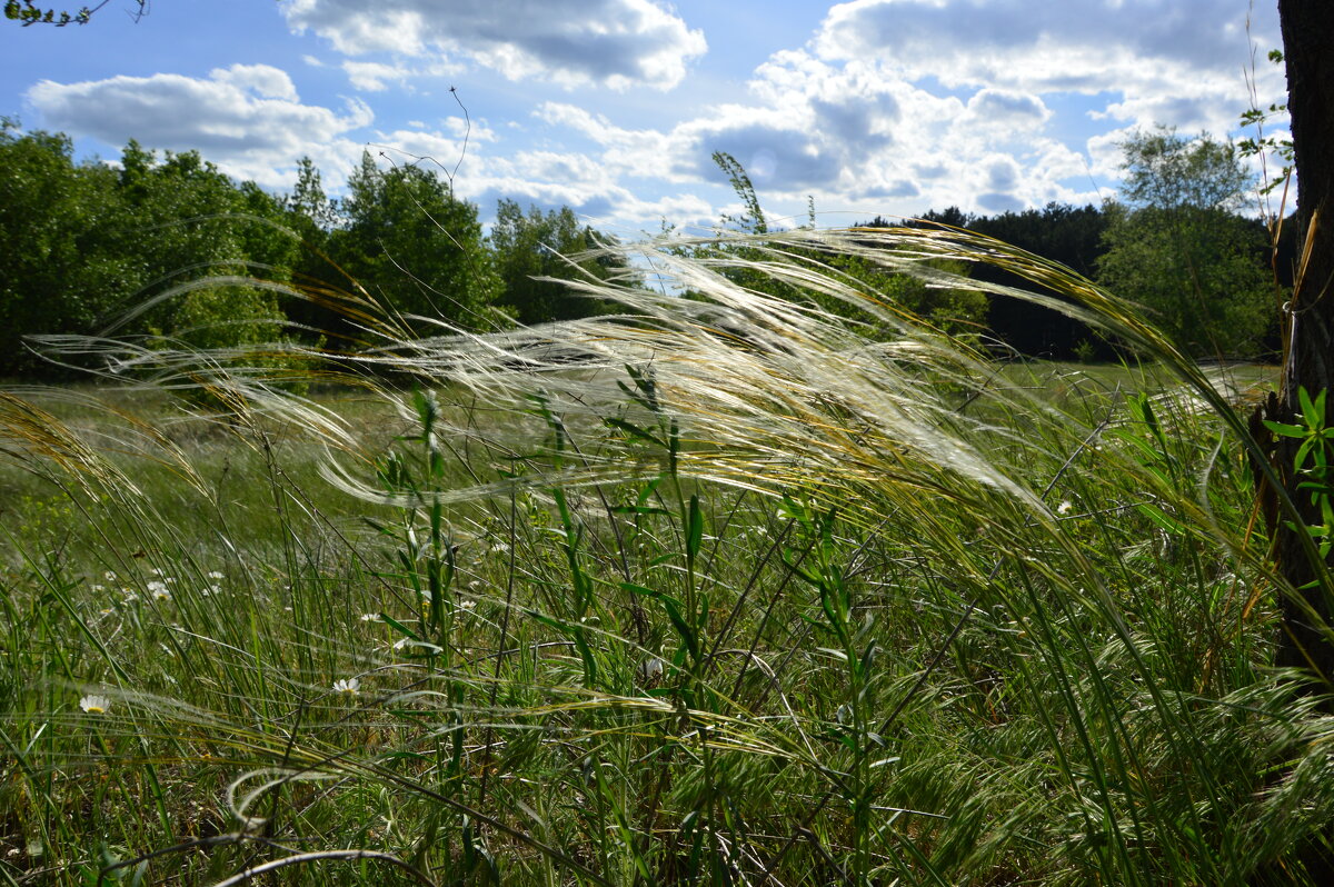 Ковыль. - Виктор 