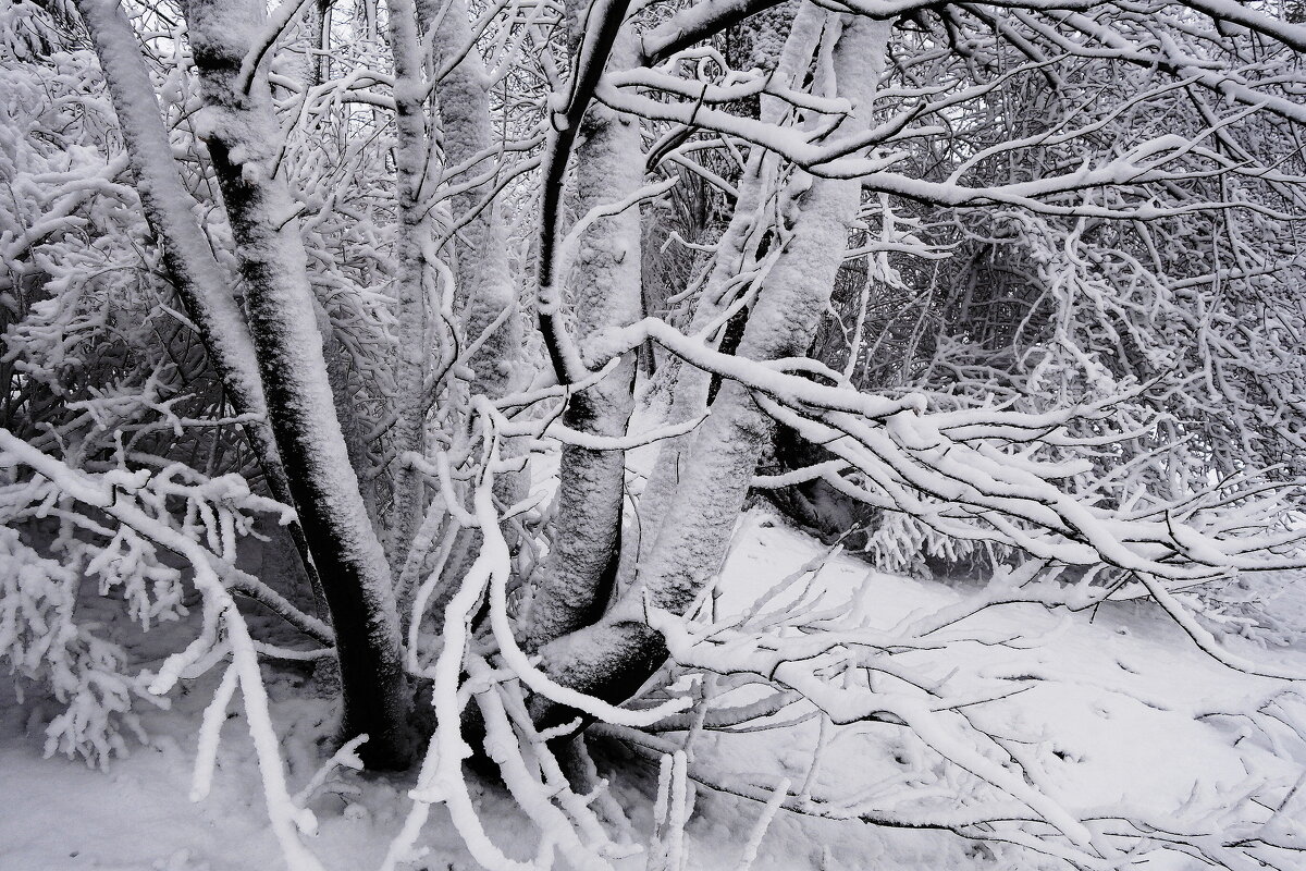 Снежные этюды - Рита Симонова Снежные этюды - Рита Симонова