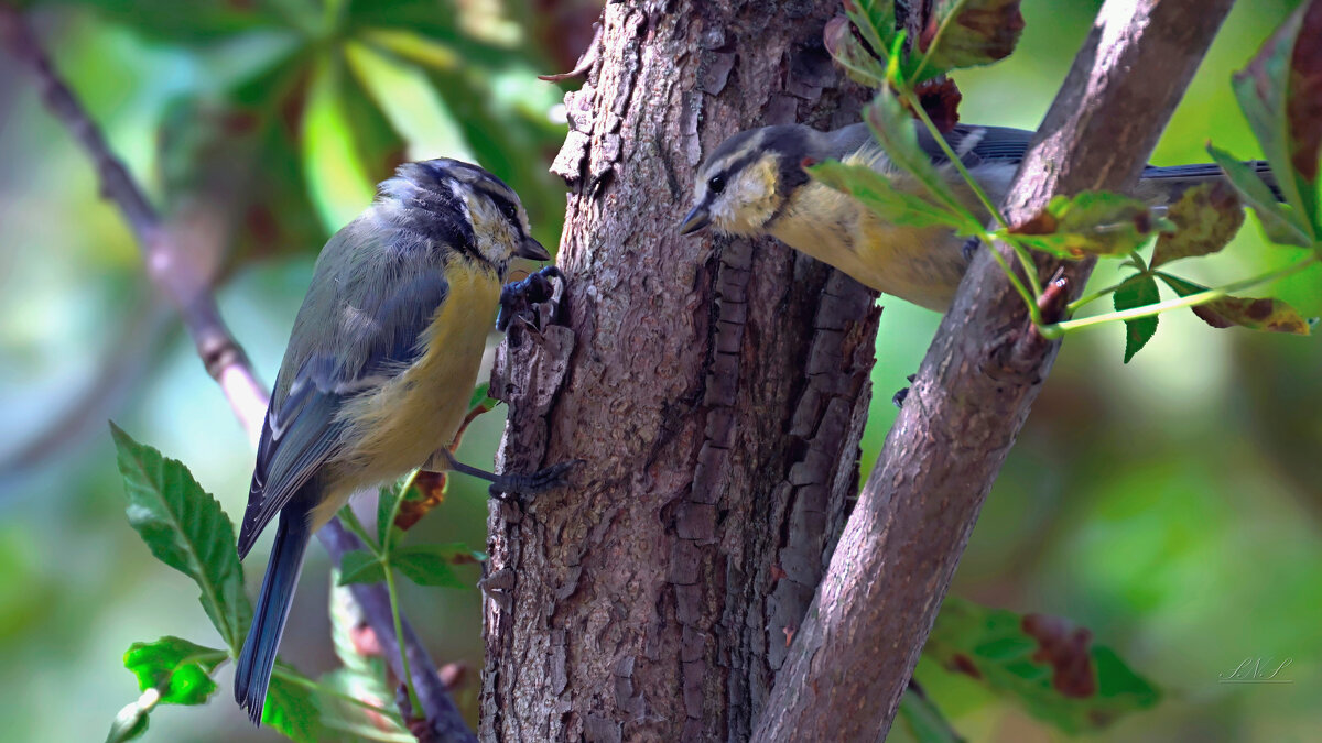 Два следопыта - Николай Соколухин Два следопыта - Николай Соколухин